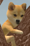 ちょみん犬
